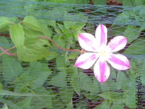 IMG1389A.jpg