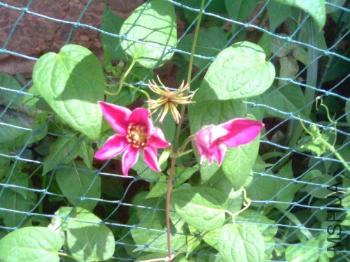 IMG1488A.jpg