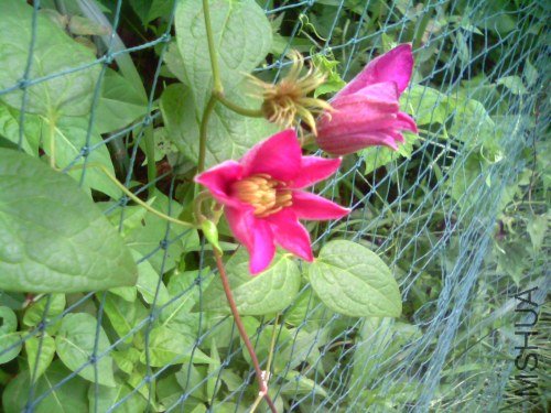 IMG1490A.jpg