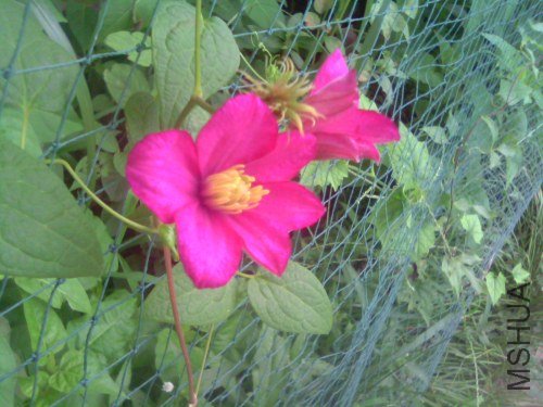 IMG1493A.jpg