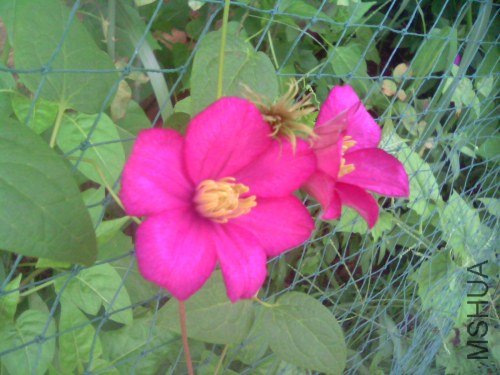 IMG1496A.jpg
