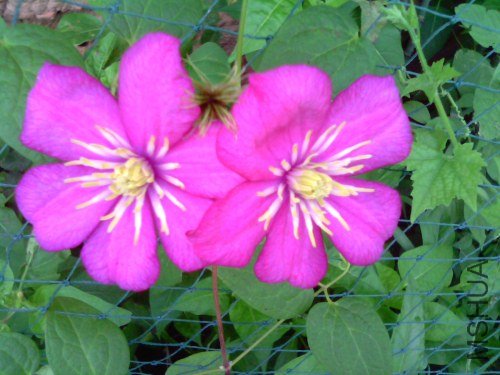 IMG1519A.jpg