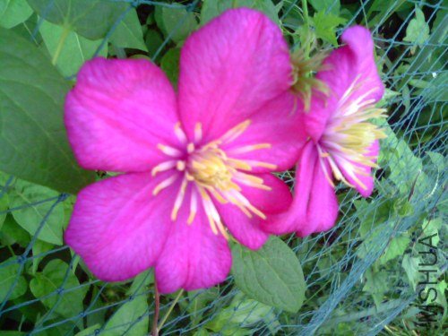 IMG1521A.jpg