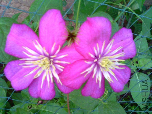 IMG1526A.jpg