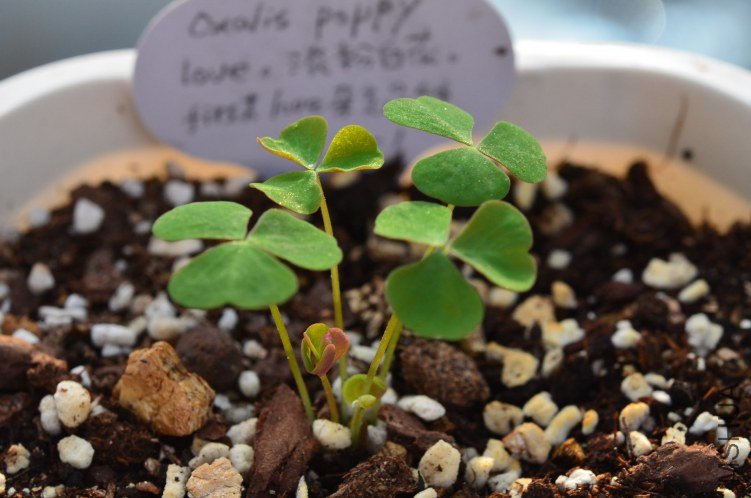 Oxalis puppy love 01 20120907 001.JPG