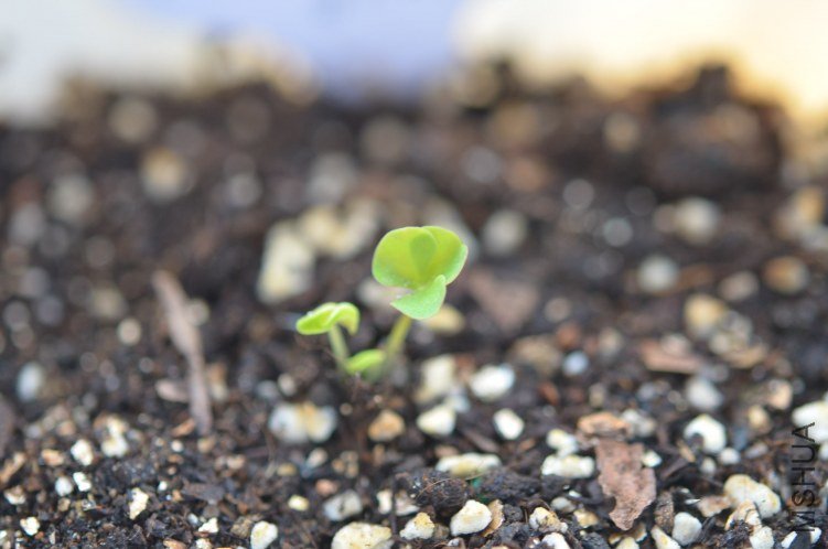 Oxalis puppy love 01 20120902 001.JPG
