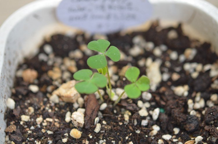 Oxalis puppy love 01 20120905 001.JPG