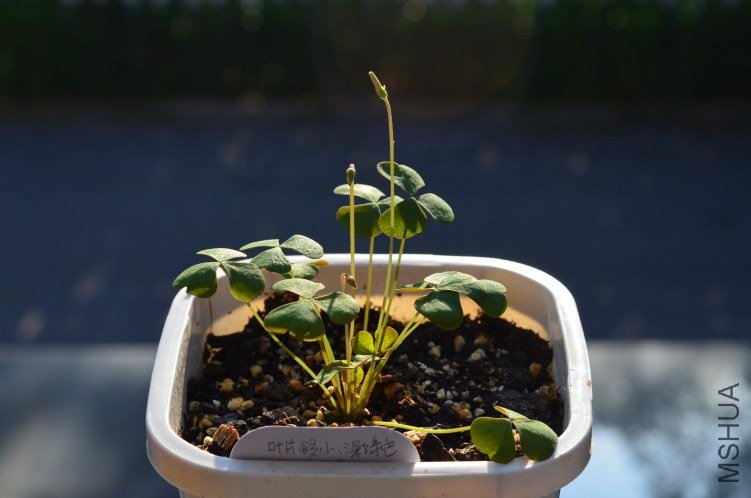 Oxalis puppy love 01 20120916 001.JPG
