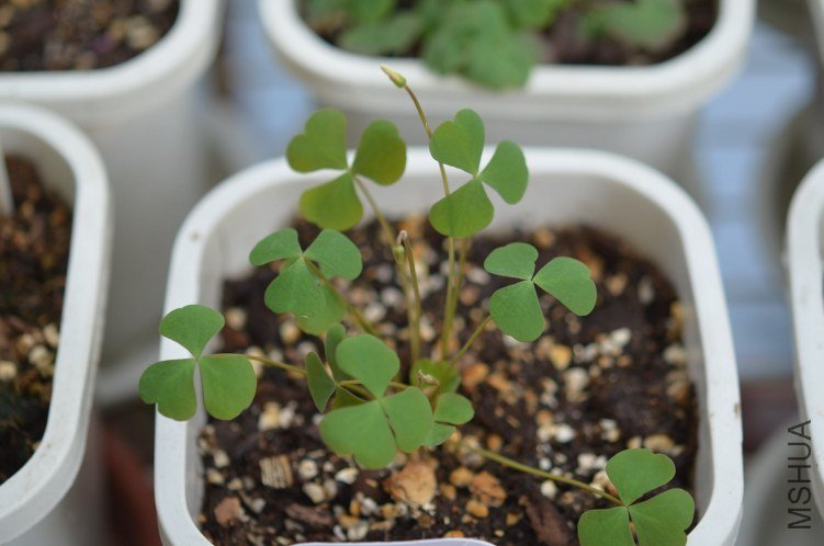 Oxalis puppy love 01 20120915 001.JPG