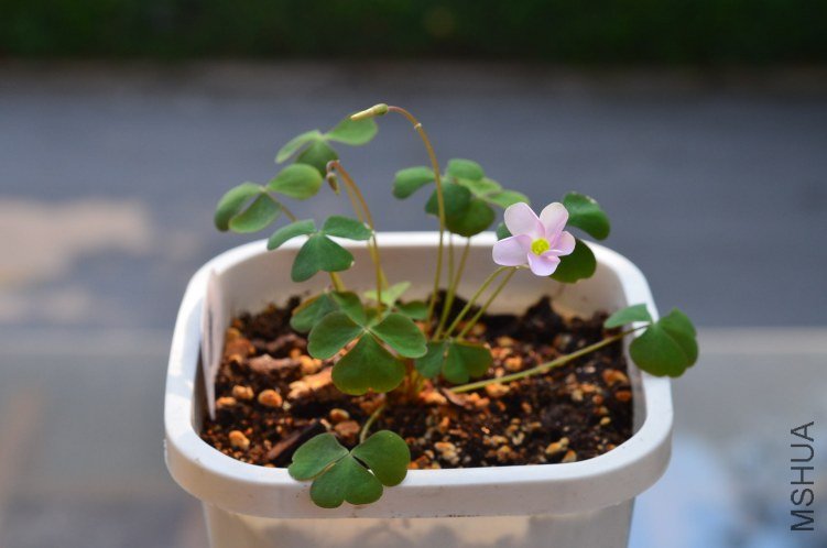 Oxalis puppy love 01 20120918 005.JPG