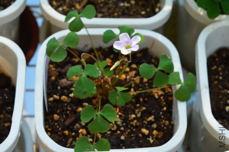 Oxalis puppy love 01 20120918 017.JPG