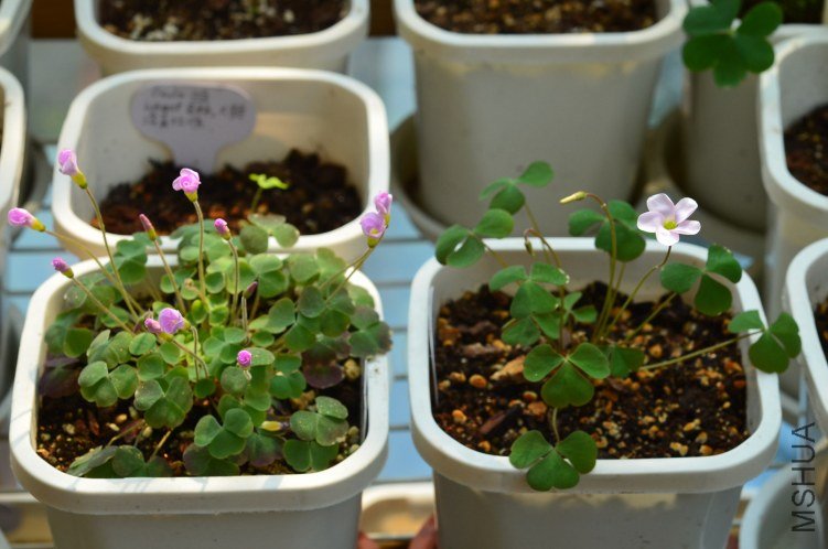 Oxalis puppy love 01 20120918 023.JPG
