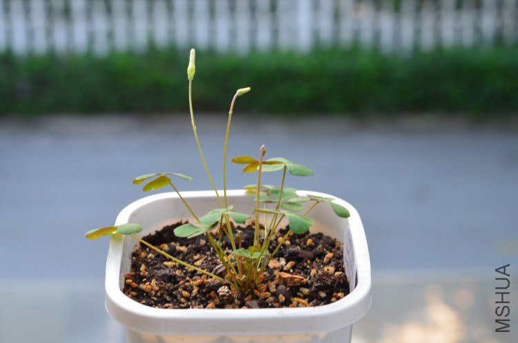Oxalis puppy love 01 20120918 002.JPG