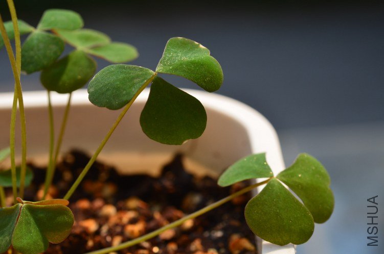 Oxalis puppy love 01 20120918 013.JPG