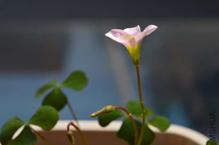 Oxalis puppy love 01 20120918 014.JPG