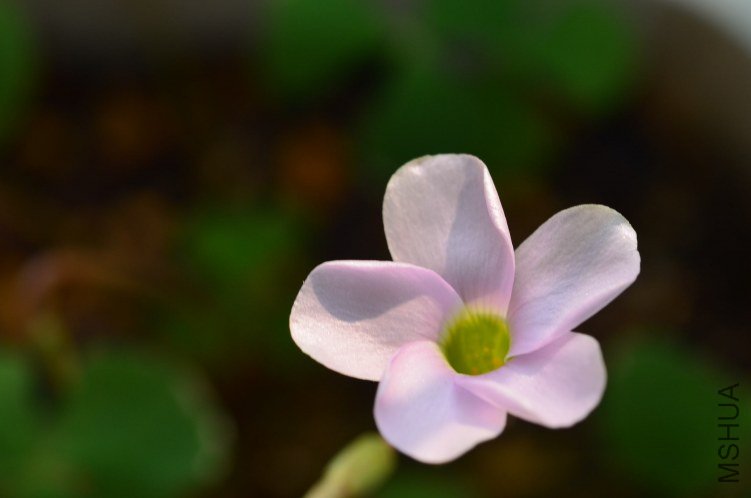 Oxalis puppy love 01 20120918 015.JPG