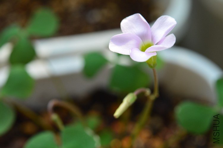 Oxalis puppy love 01 20120918 018.JPG