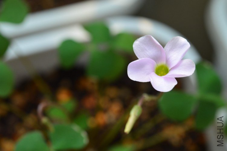 Oxalis puppy love 01 20120918 019.JPG