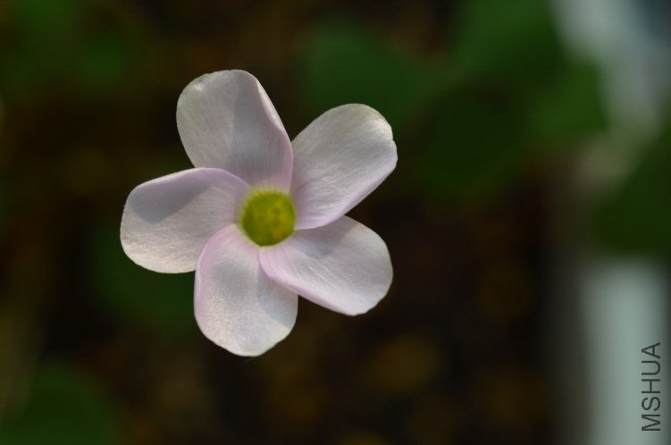 Oxalis puppy love 01 20120918 021.JPG