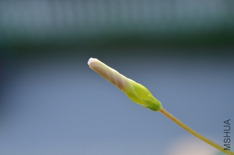 Oxalis puppy love 01 20120918 001.JPG