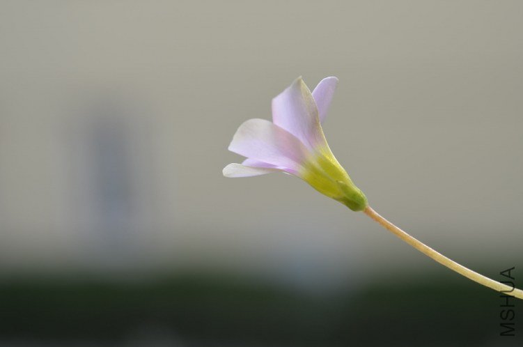 Oxalis puppy love 01 20120918 003.JPG