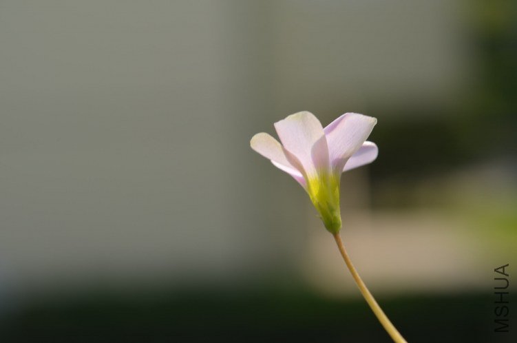 Oxalis puppy love 01 20120918 007.JPG