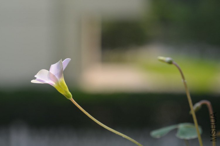 Oxalis puppy love 01 20120918 008.JPG