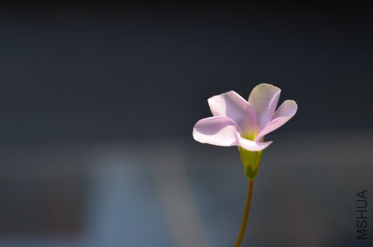 Oxalis puppy love 01 20120918 011.JPG