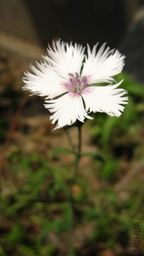 ʯ��IMG_0952.JPG