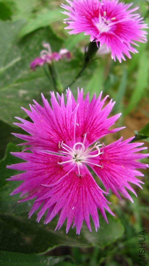 ʯ��IMG_1014.JPG
