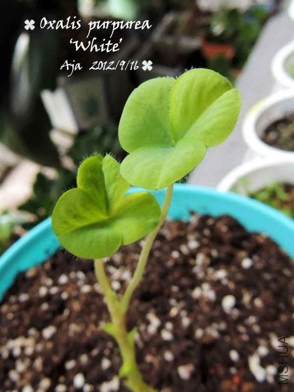 Oxalis purpurea ��White�� ��ܽ��