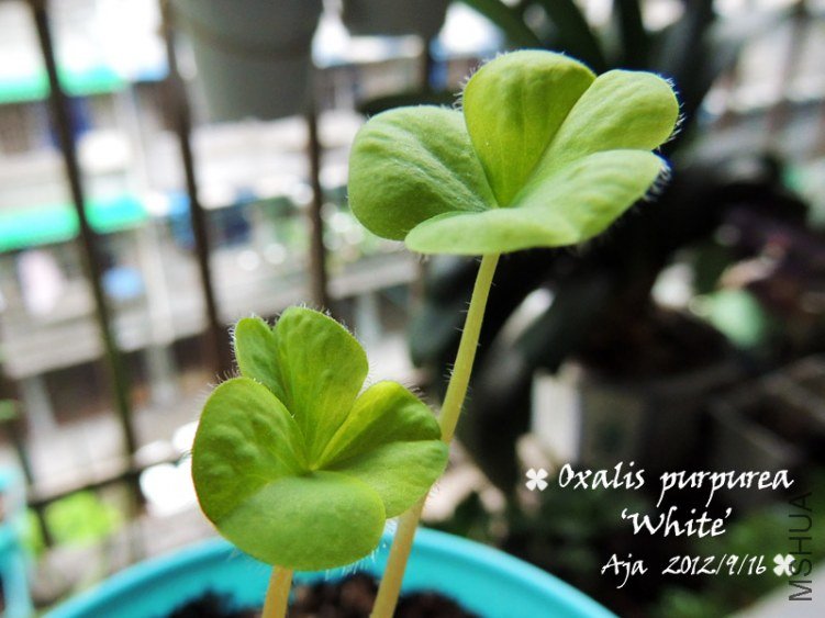 Oxalis purpurea ��White�� ��ܽ��