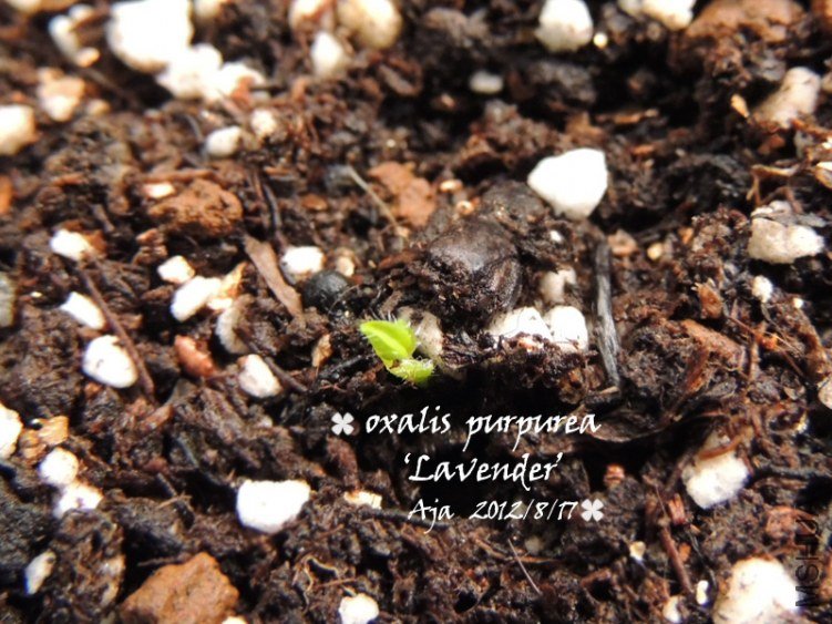 Oxalis purpurea ��Lavender�� ޹�²�ܽ��