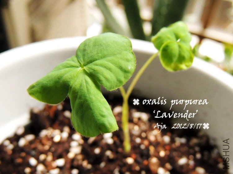 Oxalis purpurea ��Lavender�� ޹�²�ܽ��