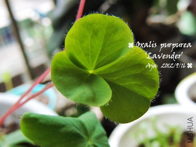 Oxalis purpurea ��Lavender�� ޹�²�ܽ��