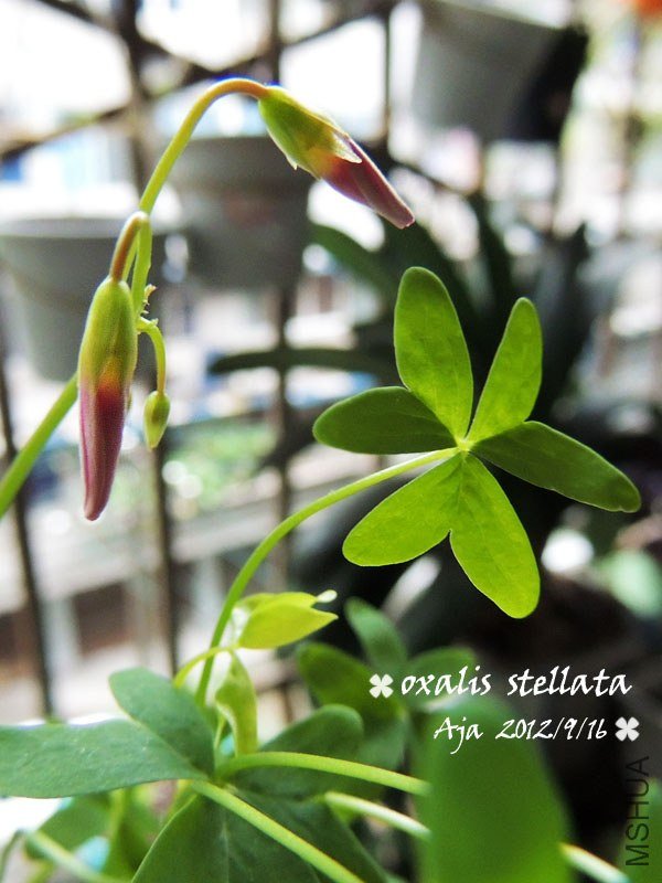 Oxalis stellata ������