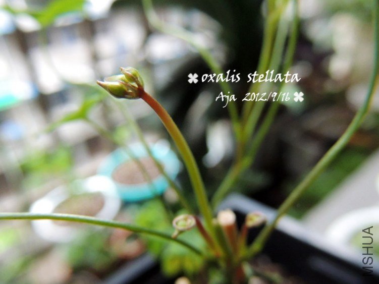 Oxalis stellata ������