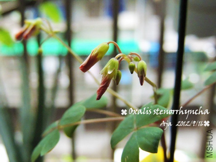 Oxalis stenorrhyncha �߸���