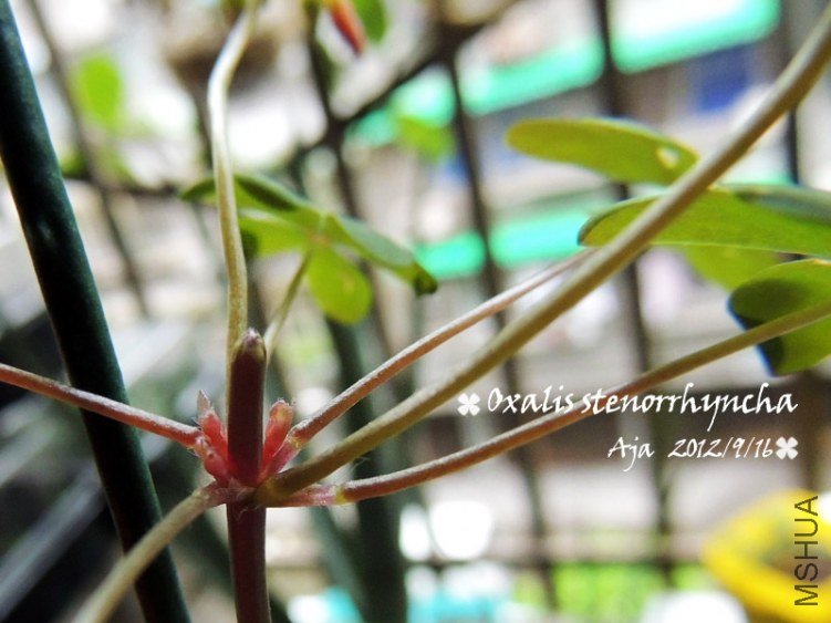 Oxalis stenorrhyncha �߸���