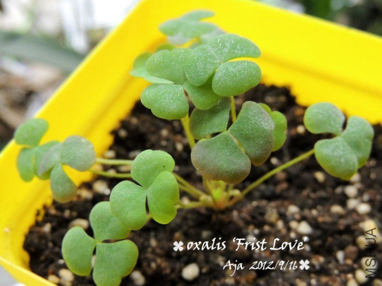 Oxalis ��First Love�� ����