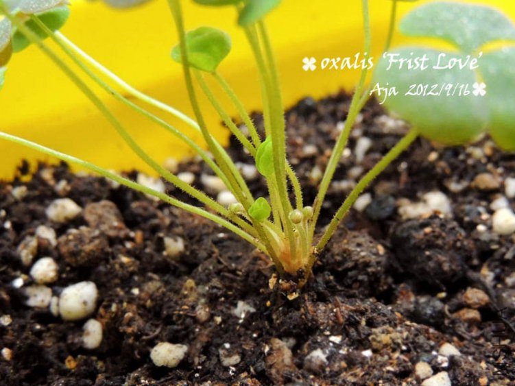 Oxalis ��First Love�� ����