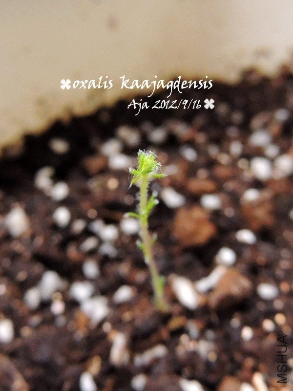 Oxalis kaajagdensis �Ƴ���