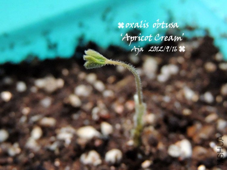 Oxalis obtusa 'Apricot Cream'