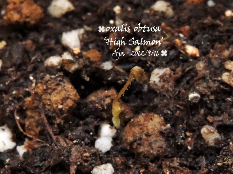 Oxalis obtusa 'High Salmon'