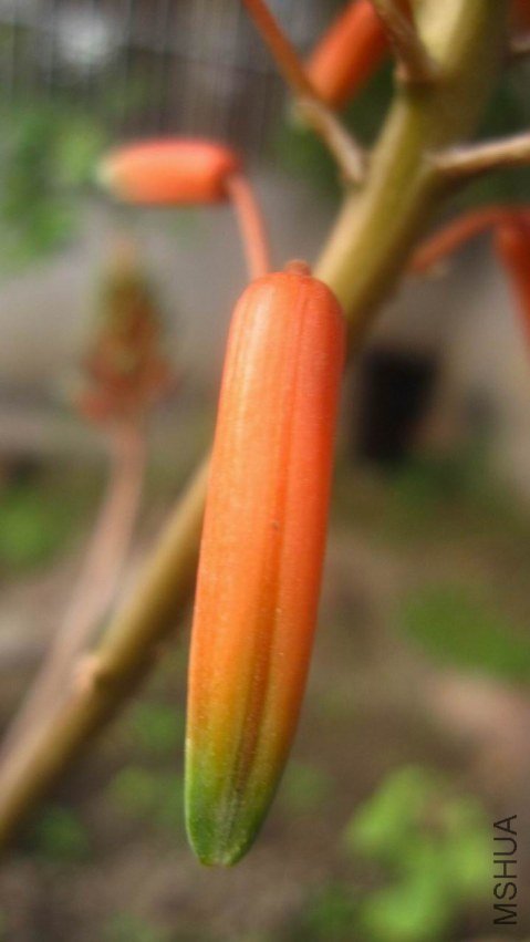 «��IMG_0910.JPG