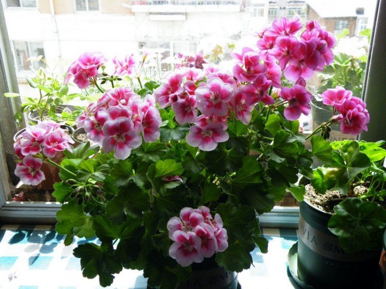 DSCF2848.jpg