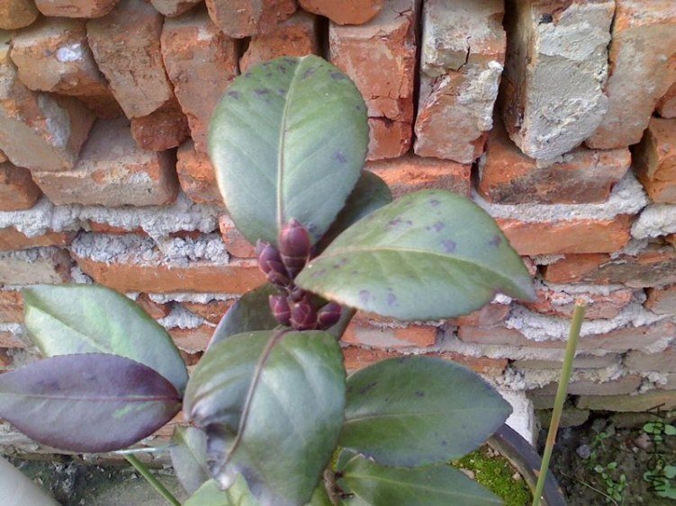IMG0919063700.jpg