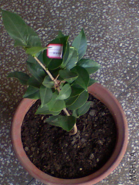 ����������˹