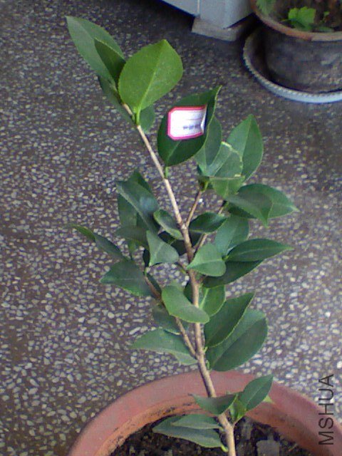 ����������˹