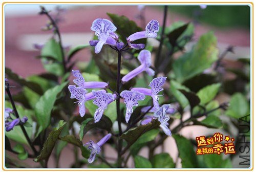 ��Ƭ 056_����.jpg